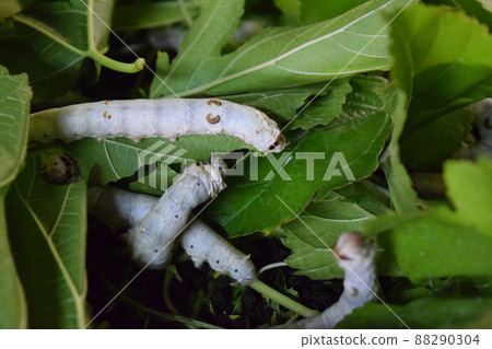 Silkworm mulberry leaf sericulture 88290304