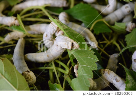 Silkworm mulberry leaf sericulture 88290305