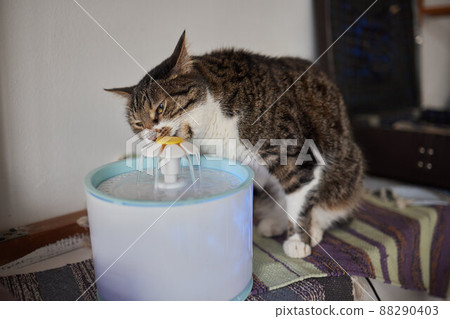 Pet water dispenser with automatic gravity refill. Pet water dispenser with automatic gravity refill. 88290403