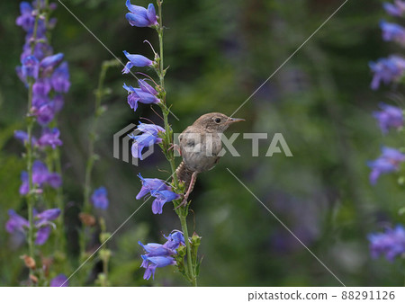 House wren that perches on the stem of the purple flower Penstemon and cares about the area 88291126