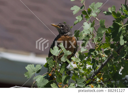 Young bird of the American Robin perching on a tree branch 88291127