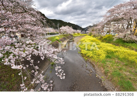 靜岡市新又谷川櫻花(吉野櫻花)220330pm 1:14-2 靜岡市新又谷川櫻花(吉野櫻花)220330pm 1:14-2 88291308