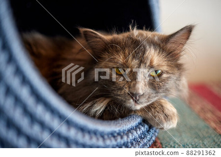 cat in cat's house on floor looking to the right. 88291362