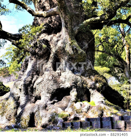 Giant Camphor Tree of Okusu, the largest tree in Japan, estimated to be 1500 years old Giant Camphor Tree of Okusu, the largest tree in Japan, estimated to be 1500 years old 88291405