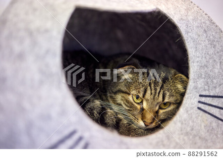 cat in cat's house on floor looking to the right. 88291562