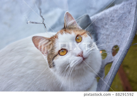 cat laying in wall glass mounted bed at home. cat laying in wall glass mounted bed at home. 88291592