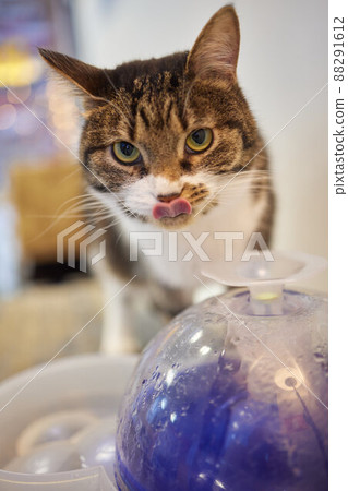 Pet water dispenser with automatic gravity refill. 88291612