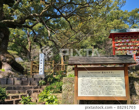 鴨毛的奧須（國家特別天然紀念物）估計樹齡 1500 年，日本最大的巨樹，鹿兒島縣鴨毛町 88291703