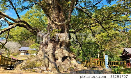 鴨毛的奧須（國家特別天然紀念物）估計樹齡 1500 年，日本最大的巨樹，鹿兒島縣鴨毛町 88291707