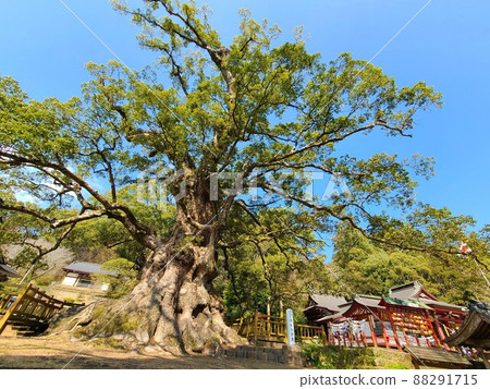 鴨毛的奧須（國家特別天然紀念物）估計樹齡 1500 年，日本最大的巨樹，鹿兒島縣鴨毛町 88291715