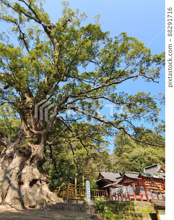 鴨毛的奧須（國家特別天然紀念物）估計樹齡 1500 年，日本最大的巨樹，鹿兒島縣鴨毛町 88291716