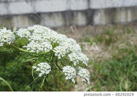 Carrot flowers, white flowers 88292029