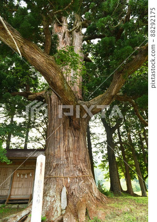 [遠野市、熊野神社、多也的大杉] 88292175