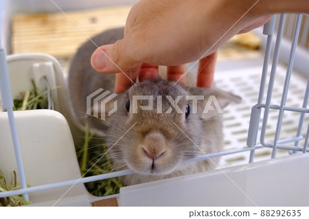 兔子（荷蘭矮人）撫摸室內育種 2 88292635