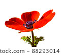 Anemone flower red single flower real cutout 88293014