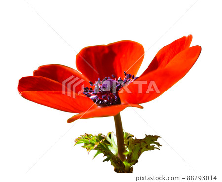 海葵花紅色單朵花真摳圖 海葵花紅色單朵花真摳圖 88293014