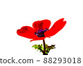 Anemone flower red single flower oil painting image cutout 88293018