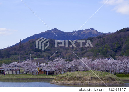 禦池公園的櫻花(茨城縣筑波市) 禦池公園的櫻花(茨城縣筑波市) 88293127