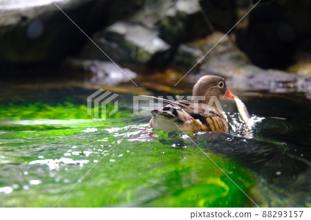 "Japanese Forest" exhibition at Osaka Aquarium Kaiyukan Mandarin duck (female) 88293157