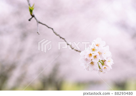 Cherry blossoms up and the background of the tree-lined road Cherry blossoms on a rainy day 88293480