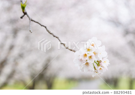 櫻花盛開,綠樹成蔭的道路背景 雨天櫻花盛開 櫻花盛開,綠樹成蔭的道路背景 雨天櫻花盛開 88293481