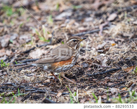 Wood bird Redwing, Turdus iliacus, on a sprng lawn. 88293533