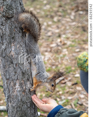 The boy feeds a squirrel with nuts from a hand in the wood 88293542