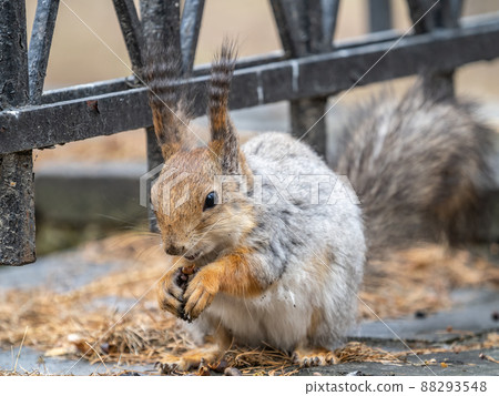 Squirrel in autumn or spring with nut on the green grass with fallen yellow leaves 88293548