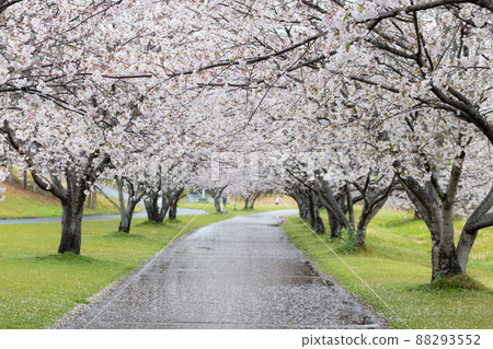 A row of cherry blossom trees on a rainy day, cherry blossoms reflected on the surface of the water 88293552