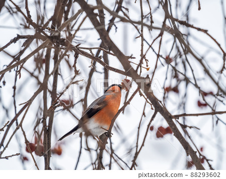 Bullfinch sits on a branch and eats small red apples. The Eurasian or common bullfinch, pyrrhula pyrrhula Bullfinch sits on a branch and eats small red apples. The Eurasian or common bullfinch, pyrrhula pyrrhula 88293602