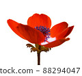 Anemone flower red single flower real cutout 88294047