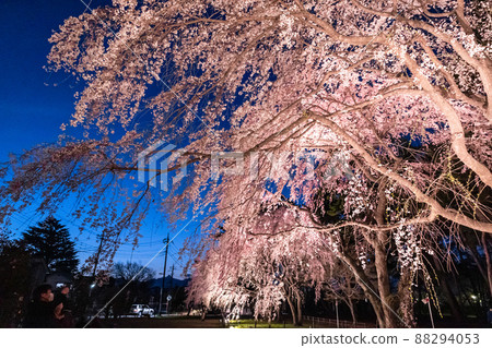 Light up of a weeping cherry tree Light up of a weeping cherry tree 88294053