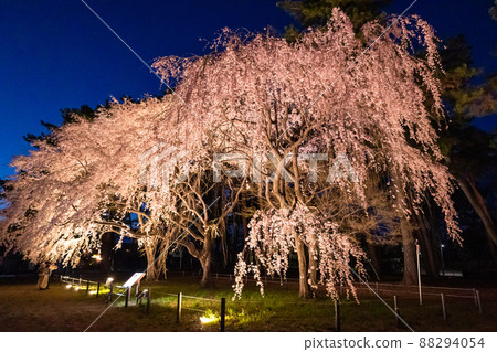 Light up of weeping cherry tree 1 Light up of weeping cherry tree 1 88294054