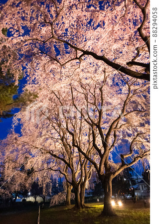 垂枝櫻花點亮（垂直） 88294058