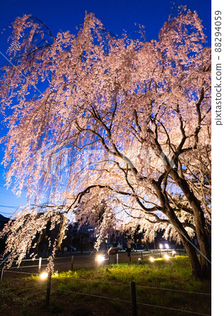 敷島公園的夜櫻(垂直) 敷島公園的夜櫻(垂直) 88294059