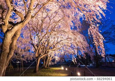敷島公園 4 的夜櫻 敷島公園 4 的夜櫻 88294061