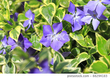 Variegated vine daily grass (Firitsurunichinichisou) 88294183