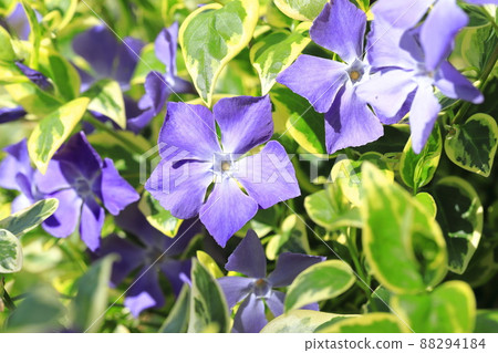 Variegated vine daily grass (Firitsurunichinichisou) 88294184