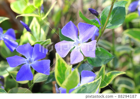 雜色藤日草 (Firitsurunichinichisou) 88294187