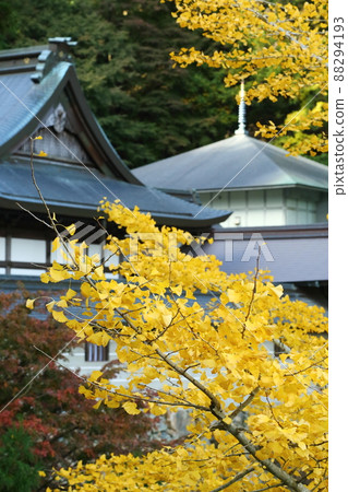 Autumn leaves of Mt. 88294193