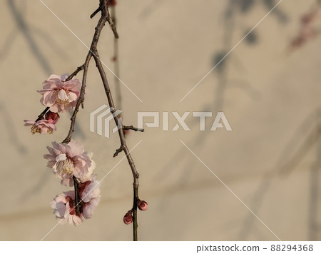 Plum blossom Plum blossom 88294368