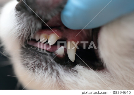 Veterinarian makes a Pomeranian health check at a veterinary clinic 88294640