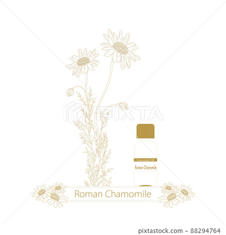 Chamomile line drawing, essential oil bottle, roman chamomile 88294764