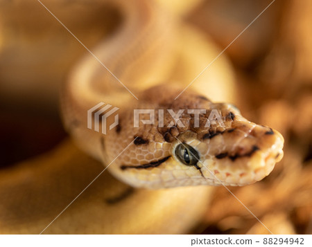 Ball python python Ball python python 88294942