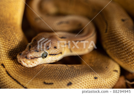 Ball python python 88294945