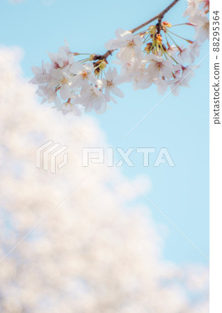 [櫻花] 吉野櫻花樹 88295364