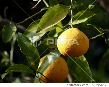 Mandarin orange  88295637