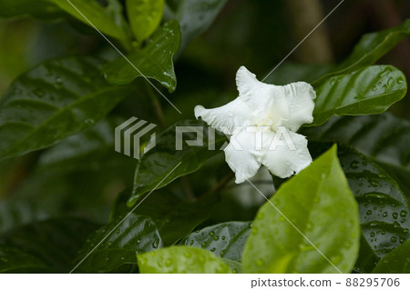 Crepe jasmine flowers Crepe jasmine flowers 88295706