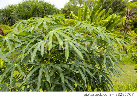 Cassava tree Cassava tree 88295707