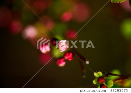 Pink snow willow 88295975